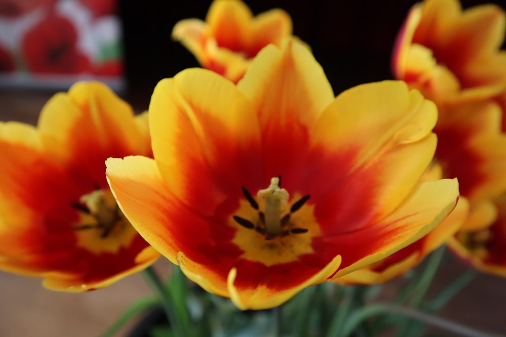 Tulipany generała Sosabowskiego